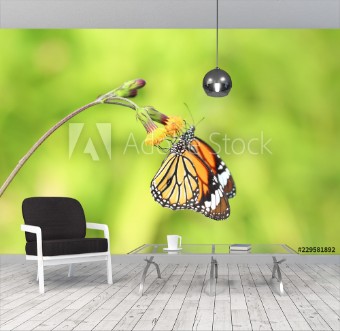 Picture of Closeup butterfly on flower Common tiger butterfly